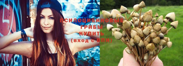 PSILOCYBIN Покачи