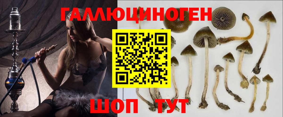 Галлюциногенные грибы Psilocybine cubensis Москва